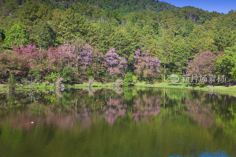 美丽的粉红色樱花或喜马拉雅樱花(Prunus cerasoides)在Doi Ang Khang，泰国清迈。